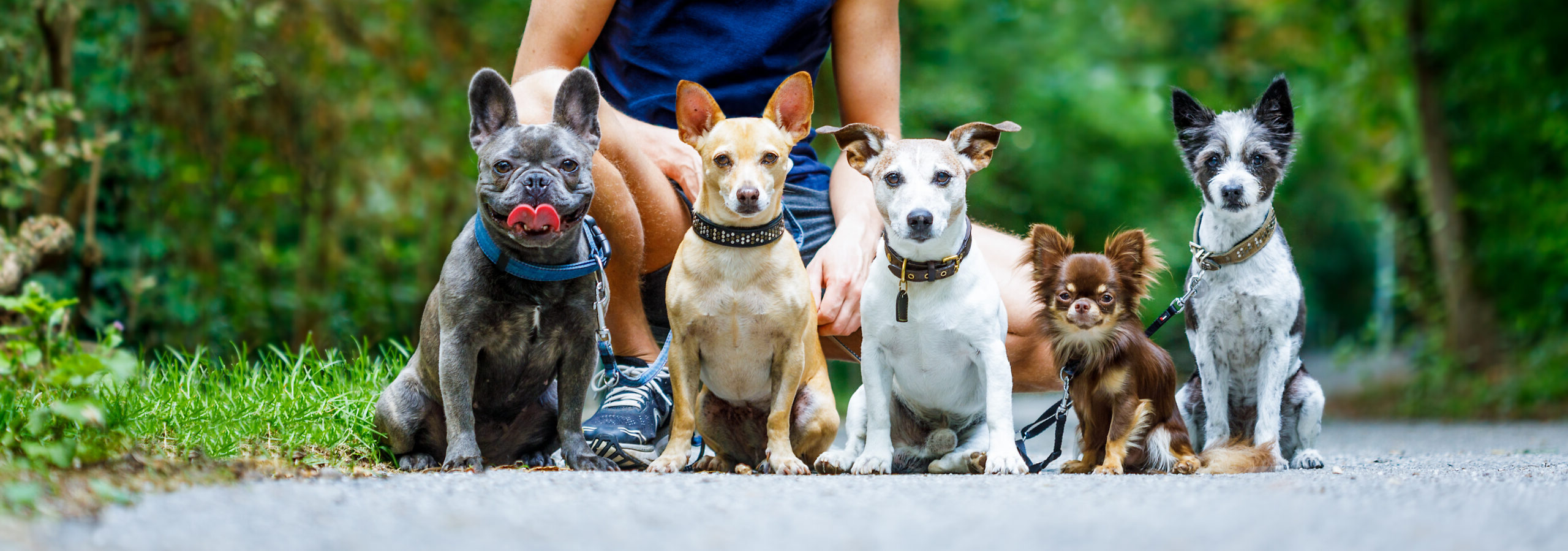 adiestramiento canino adiestramiento canino