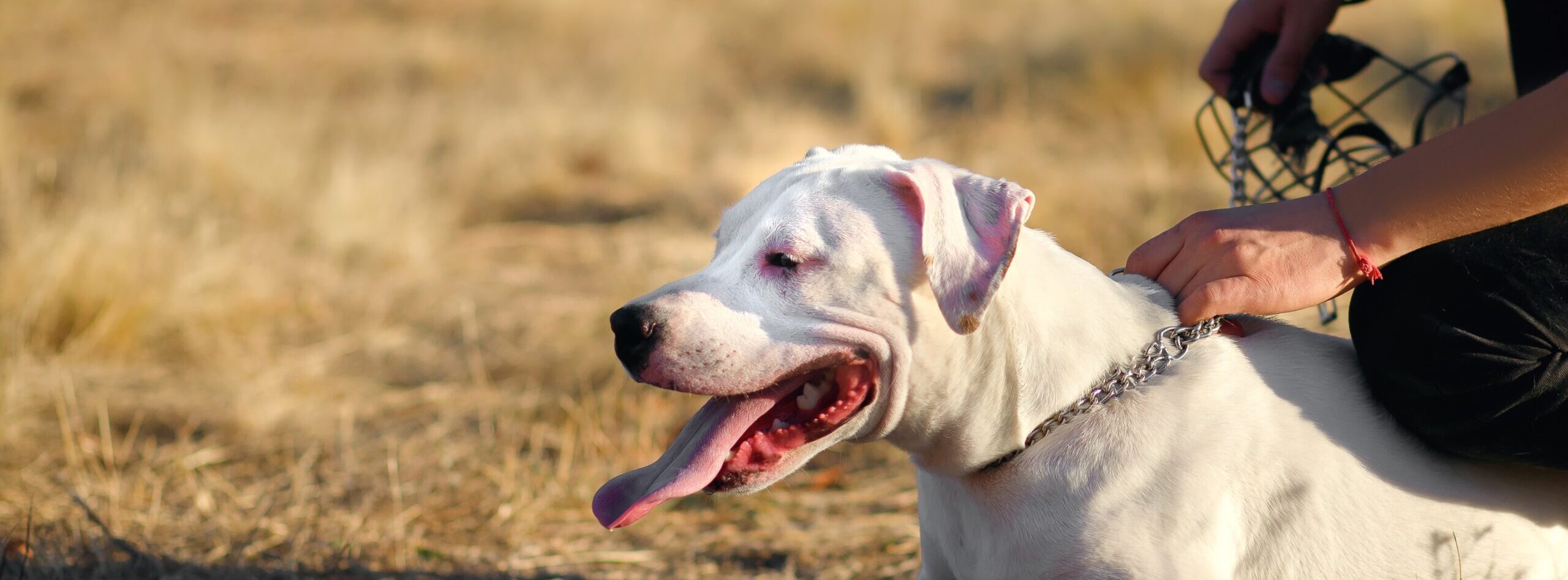 perito judicial canino perito judicial canino